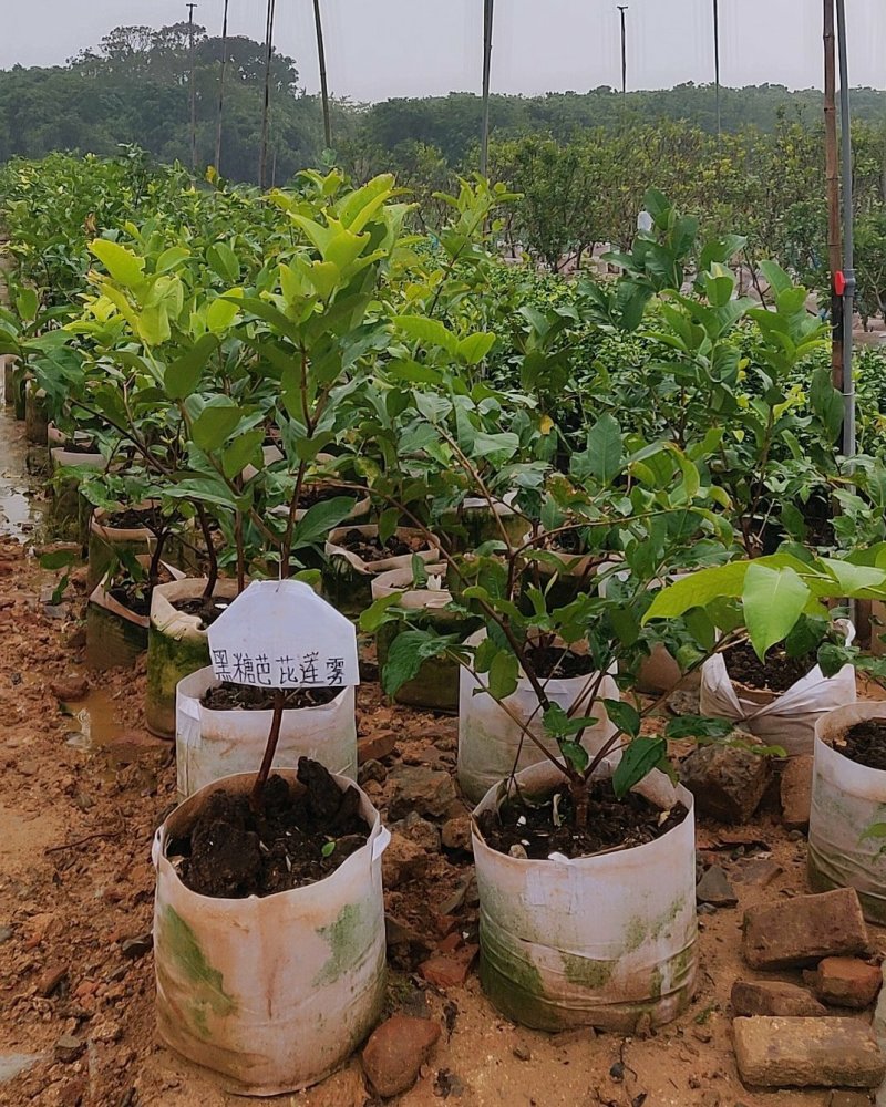 黑糖芭比黑珍珠莲雾嫁接袋苗量多价优批发福建漳州
