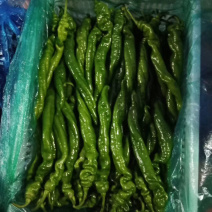 螺丝椒，龙椒，寿光蔬菜，源头供应，货源充足