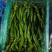 螺丝椒,龙椒,寿光蔬菜,源头供应,货源充足