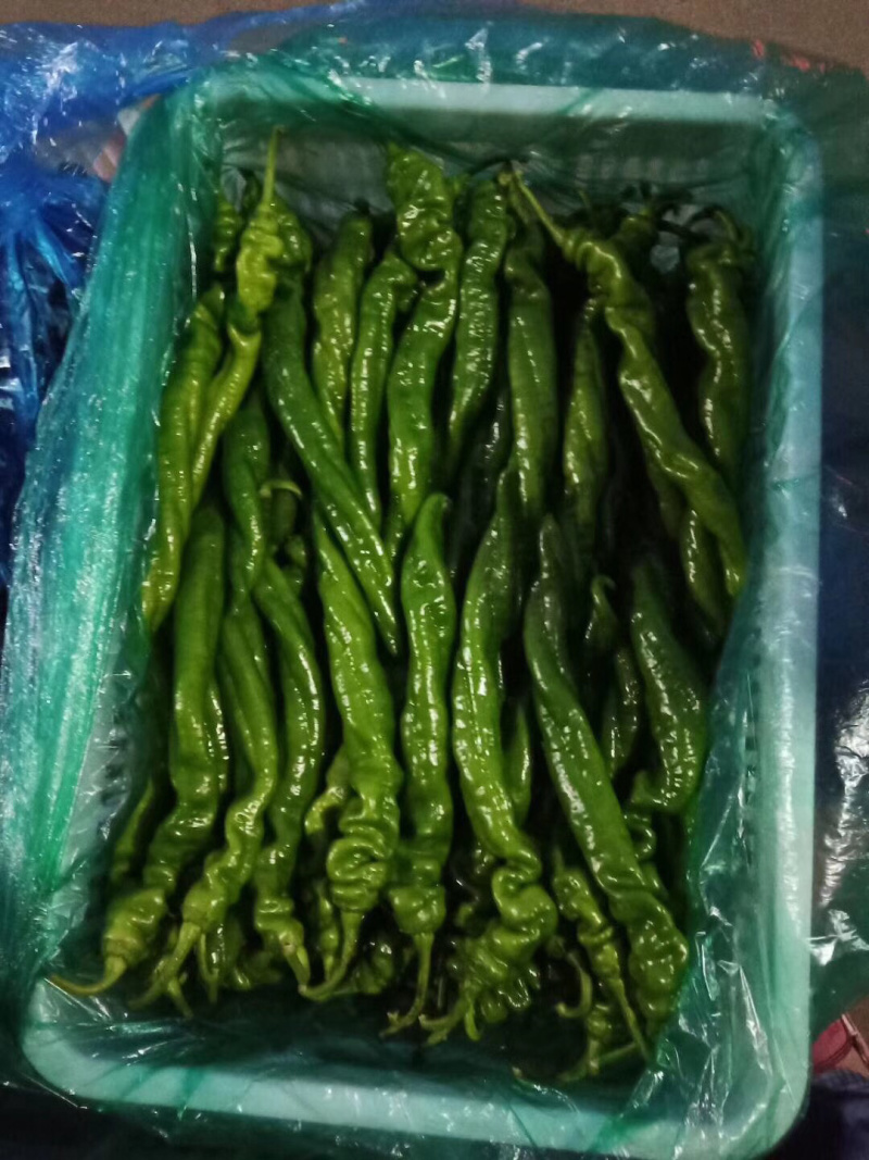 螺丝椒，龙椒，寿光蔬菜，源头供应，货源充足
