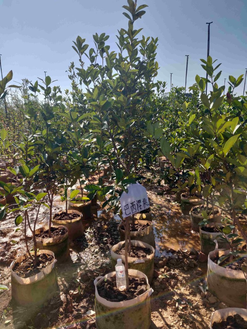 樱桃袋苗（巴西富贵黑玫瑰樱桃）批发福建漳州