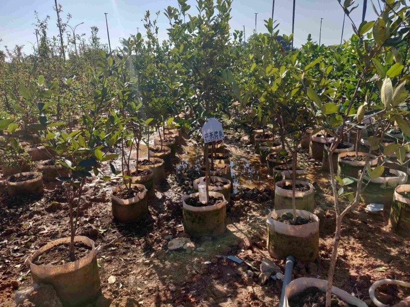 樱桃袋苗（巴西富贵黑玫瑰樱桃）批发福建漳州