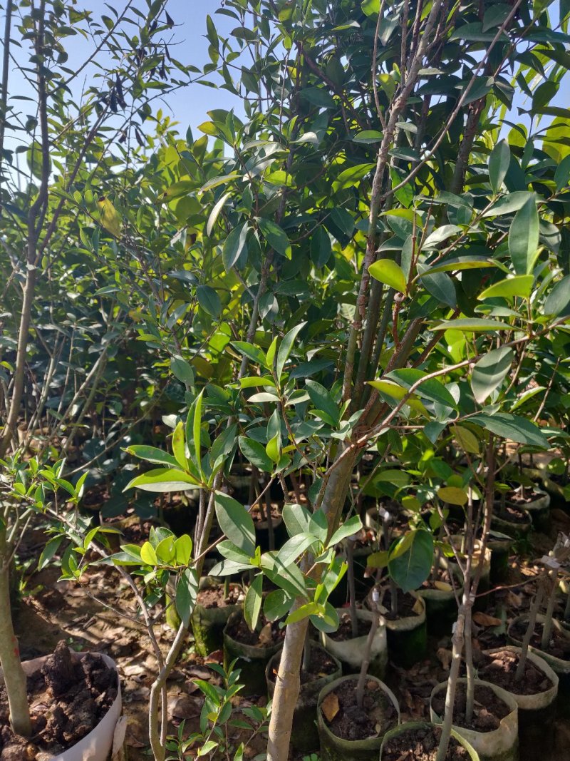 樱桃袋苗（巴西富贵黑玫瑰樱桃）批发福建漳州