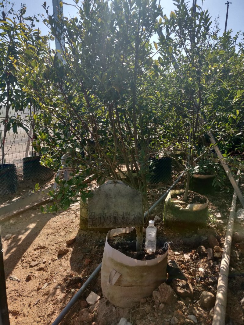 樱桃袋苗（巴西富贵黑玫瑰樱桃）批发福建漳州