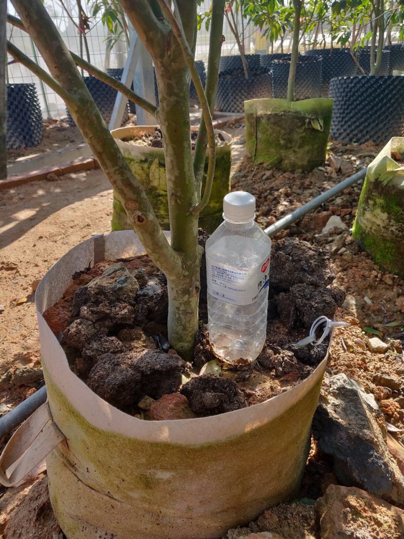 樱桃袋苗（巴西富贵黑玫瑰樱桃）批发福建漳州