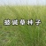 披碱草种子碱茅草抗风沙耐旱耐盐碱草籽耐寒多年生四季牧