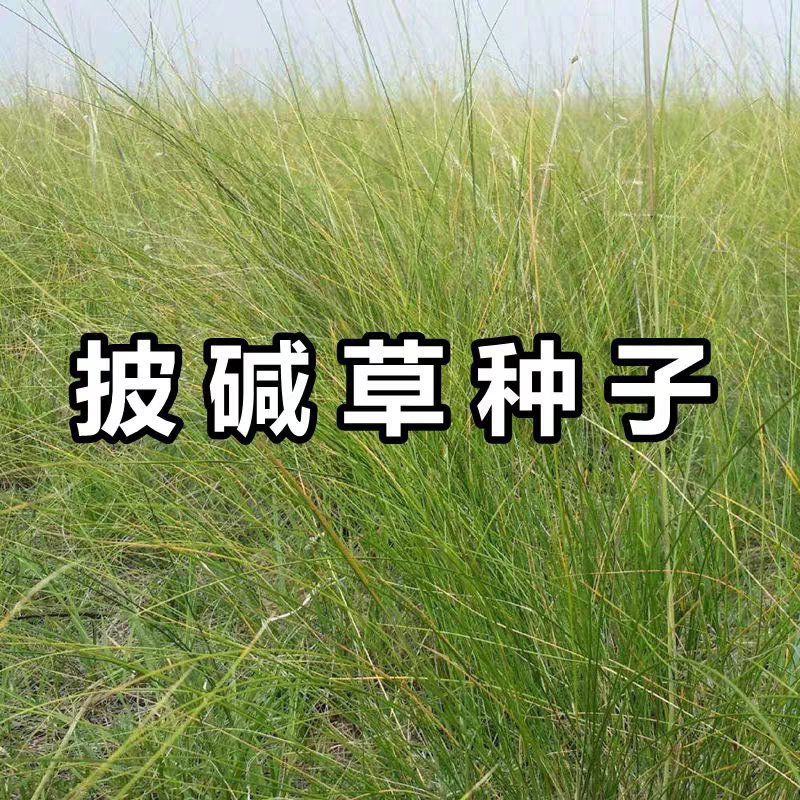 披碱草种子碱茅草抗风沙耐旱耐盐碱草籽耐寒多年生四季牧