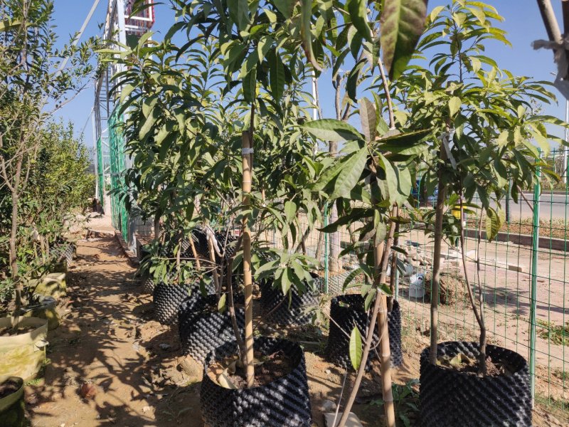 蛋黄果耀堂仙桃木瓜仙桃袋苗量多价优批发福建漳州