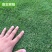草坪草籽四季常青马尼拉狗牙根黑麦草草仔护坡草籽四季绿化