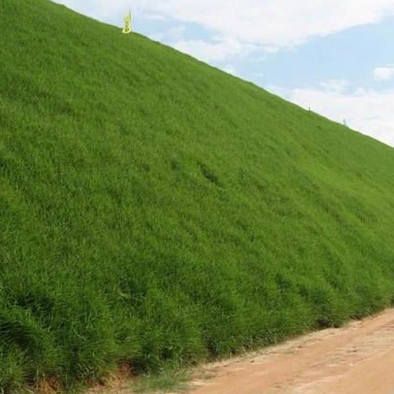 草坪草籽四季常青马尼拉狗牙根黑麦草草仔护坡草籽四季绿化