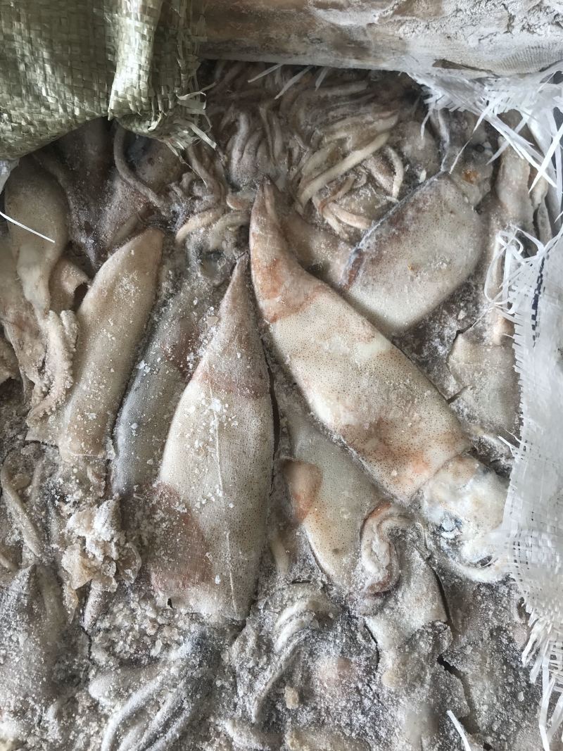 鱿鱼各种规格都有需要联系