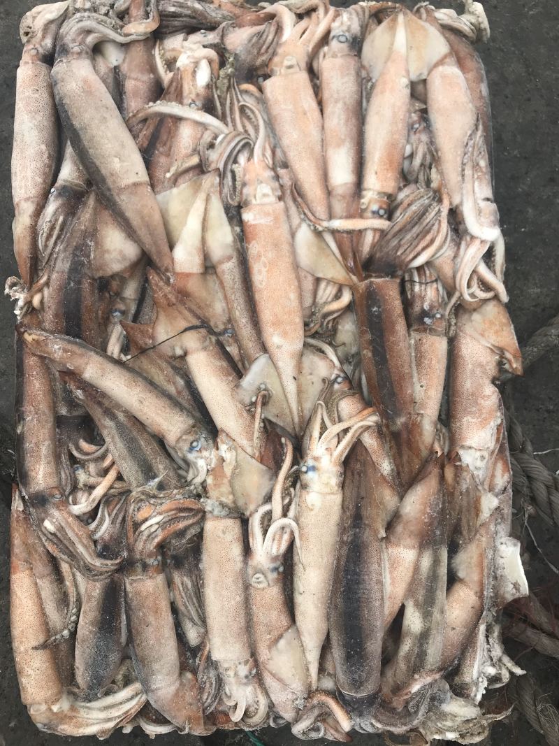 鱿鱼各种规格都有需要联系
