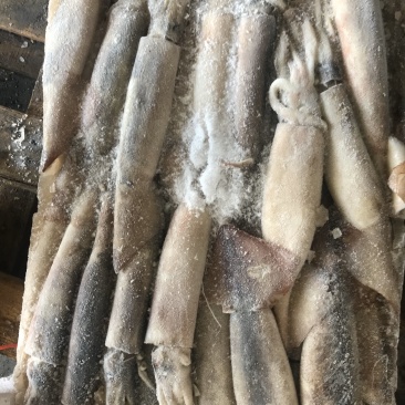 鱿鱼各种规格都有需要联系
