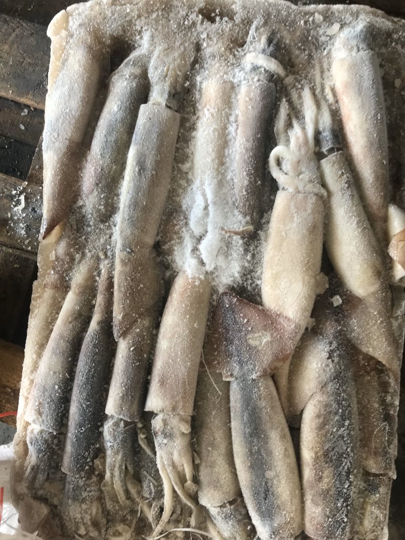 鱿鱼各种规格都有需要联系
