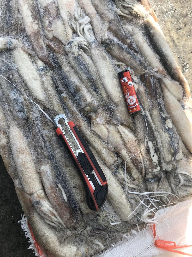 鱿鱼各种规格都有需要联系