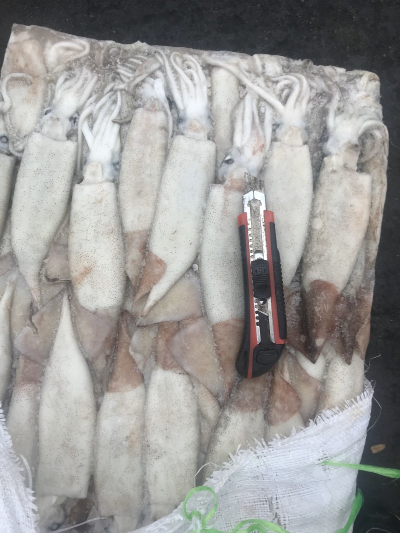 鱿鱼各种规格都有需要联系