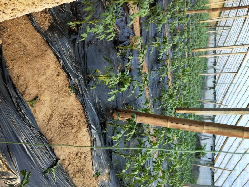 专用除草黑白地膜，银灰地膜各种地膜厂家直销