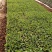 (包邮)茄子苗黑萼长茄子基地直供免费提供技术指导