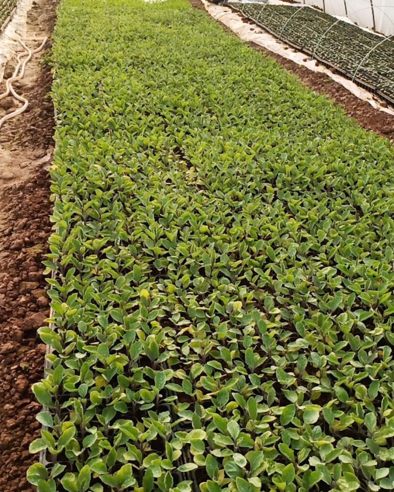 (包邮)茄子苗黑萼长茄子基地直供免费提供技术指导