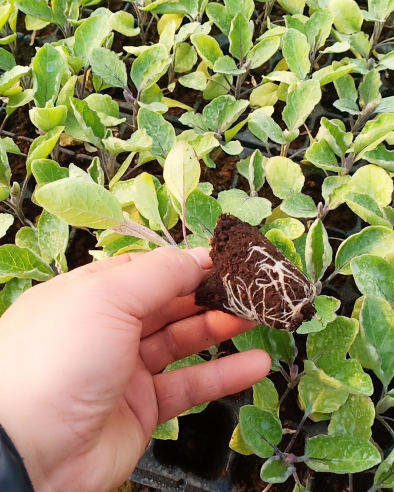 (包邮)茄子苗黑萼长茄子基地直供免费提供技术指导
