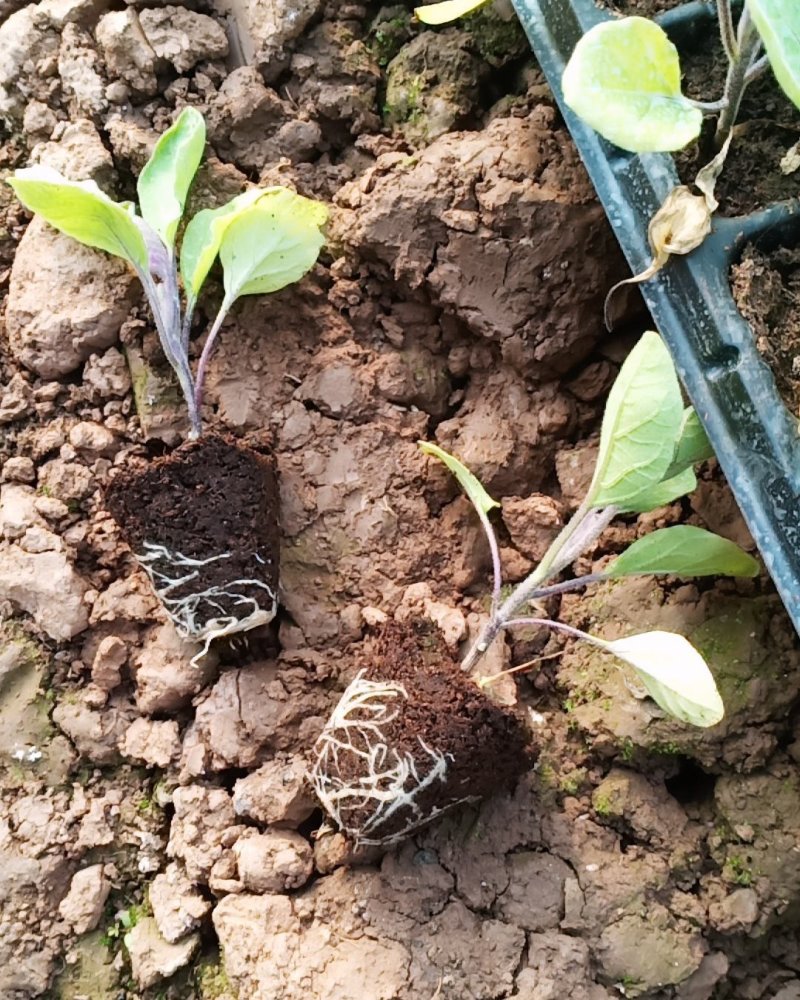 (包邮)茄子苗黑萼长茄子基地直供免费提供技术指导