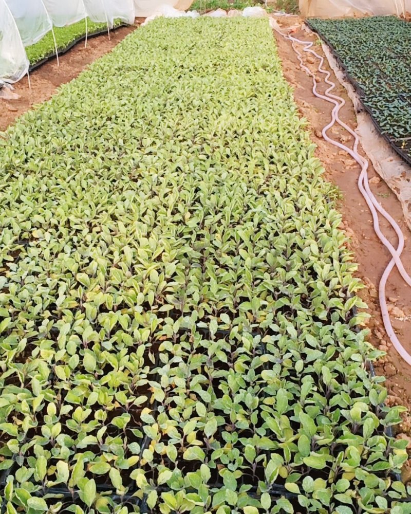(包邮)茄子苗黑萼长茄子基地直供免费提供技术指导