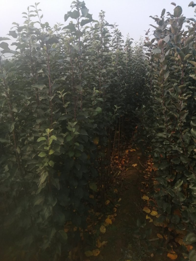 大量供应梨树苗苹果树苗桃树苗