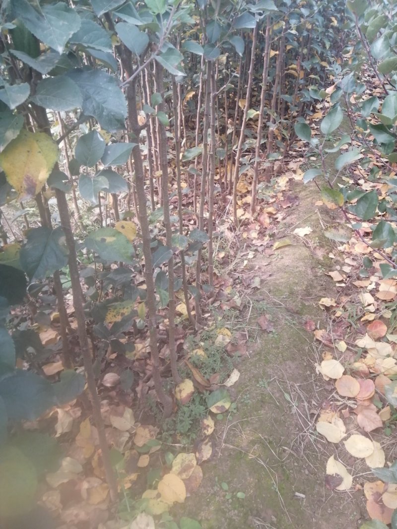 大量供应梨树苗苹果树苗桃树苗