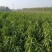 大量供应梨树苗苹果树苗桃树苗