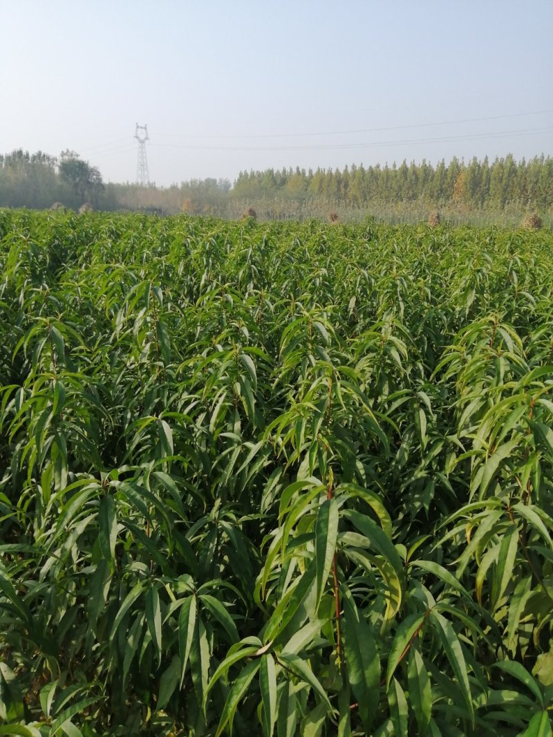 大量供应梨树苗苹果树苗桃树苗