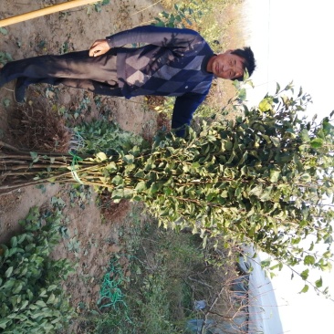 大量供应梨树苗苹果树苗桃树苗