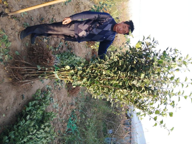 大量供应梨树苗苹果树苗桃树苗