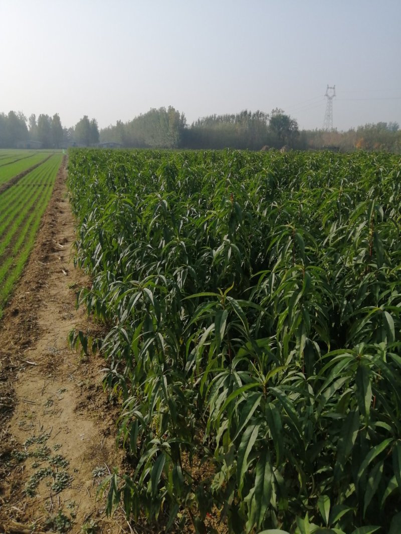 大量供应梨树苗苹果树苗桃树苗
