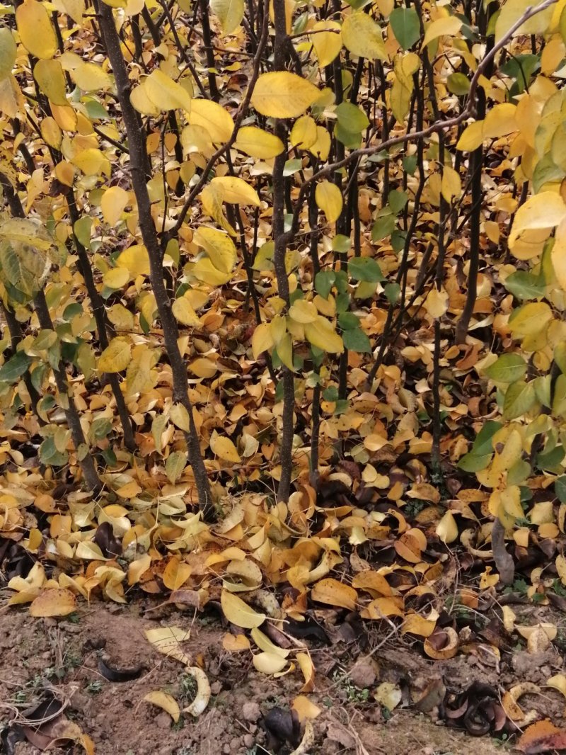 大量供应梨树苗苹果树苗桃树苗