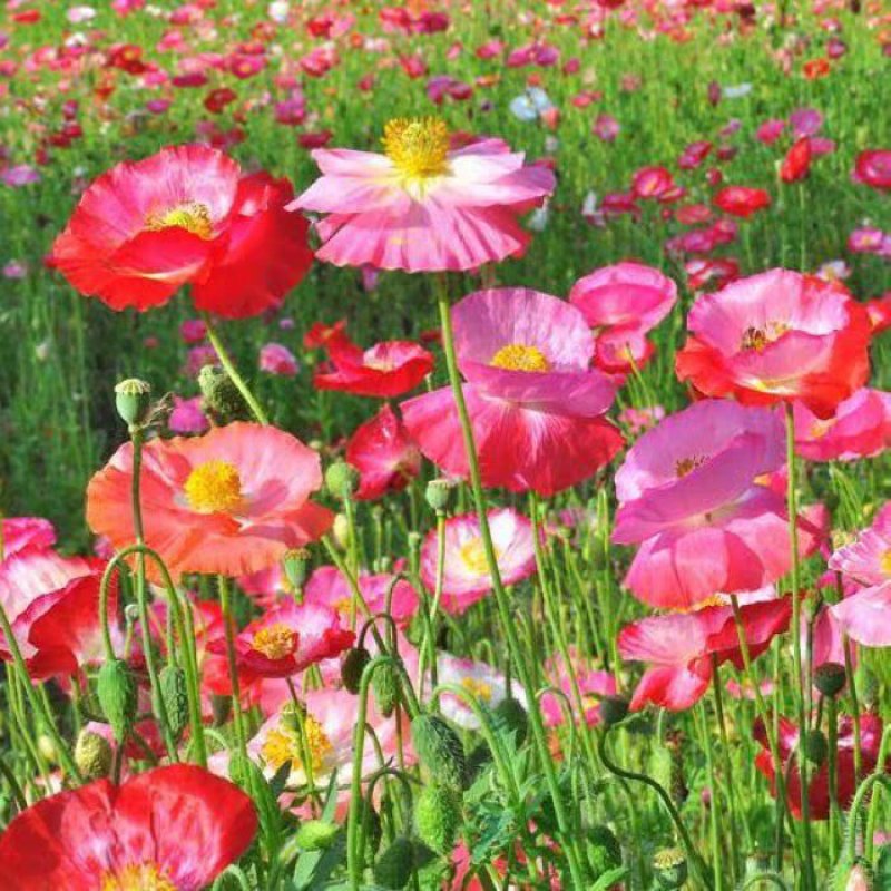 冰岛虞美人花种子混色红花虞美人丽春花种籽子四季易种耐寒花