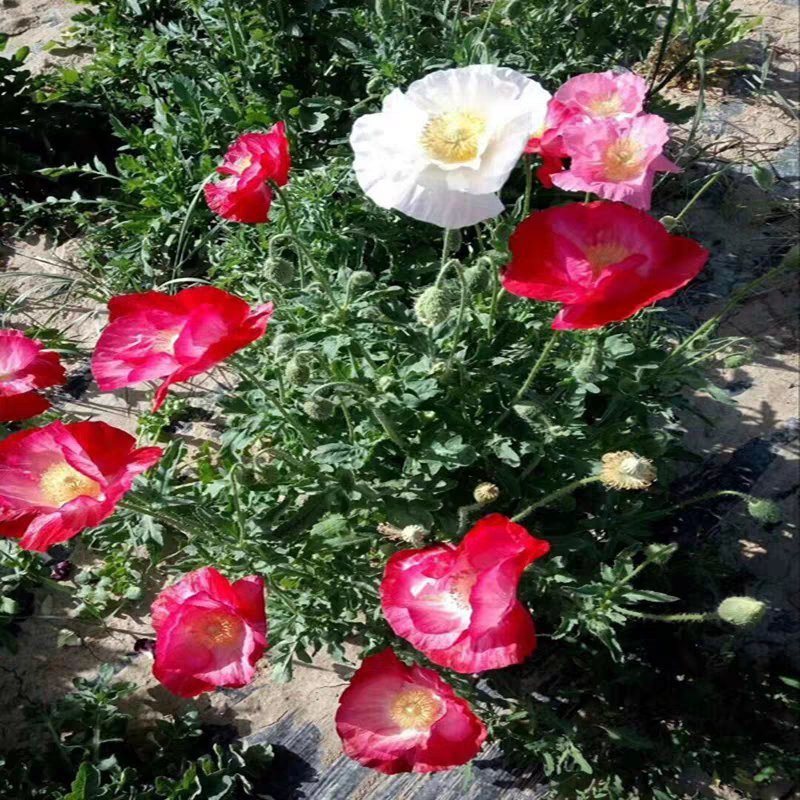 冰岛虞美人花种子混色红花虞美人丽春花种籽子四季易种耐寒花