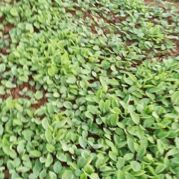 茄子苗散苗可视频看货，在线交易。