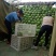 甘蓝中甘21大量上市产地直销