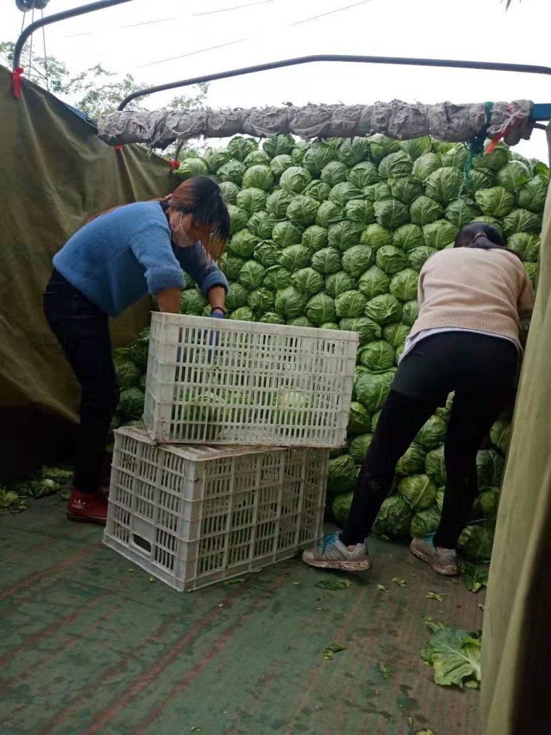 甘蓝中甘21大量上市产地直销