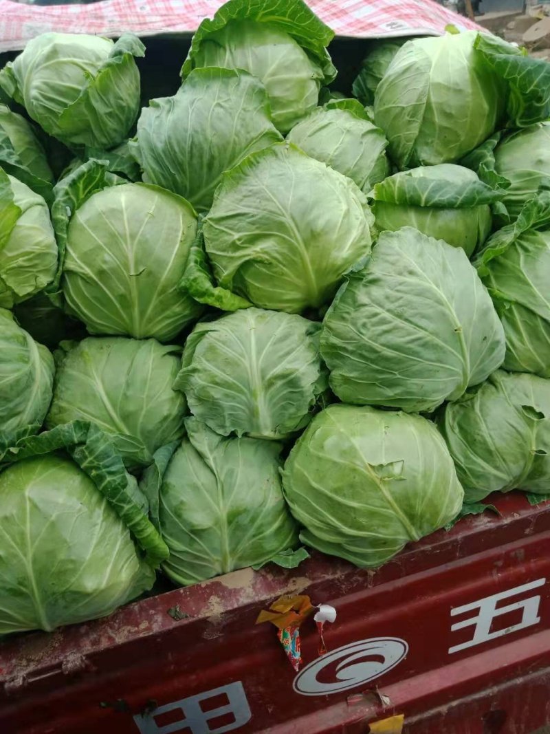 甘蓝中甘21大量上市产地直销