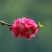 桃花桃花苗碧桃花苗广西桂林大红碧桃花苗