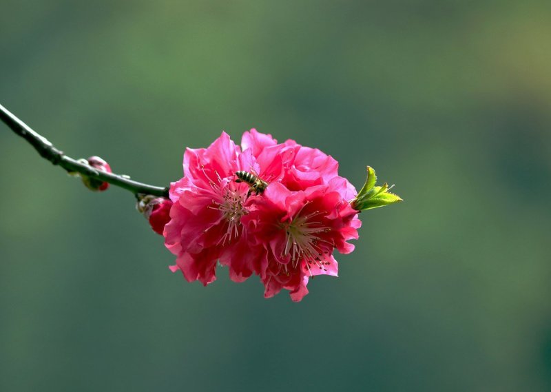 桃花桃花苗碧桃花苗广西桂林大红碧桃花苗