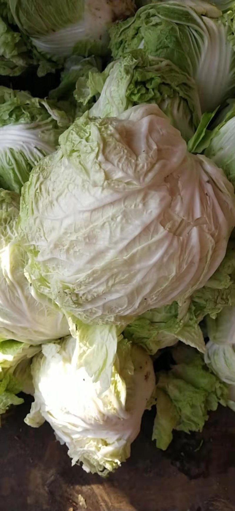 大白菜信阳小包。白菜质量不错。