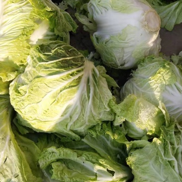 大白菜信阳小包。白菜质量不错。