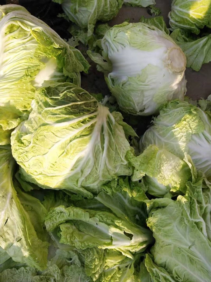 大白菜信阳小包。白菜质量不错。