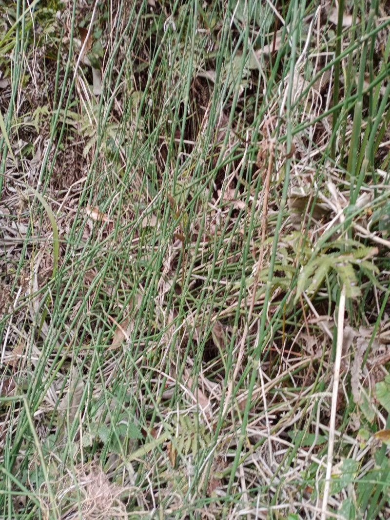 大山里的药材
