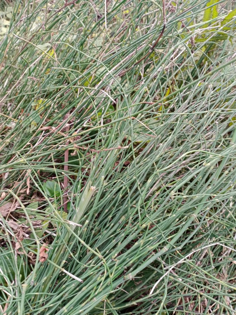 大山里的药材