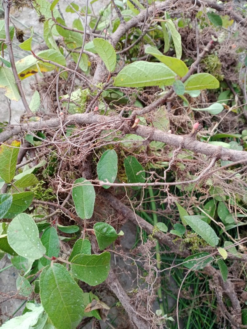 大山里的药材