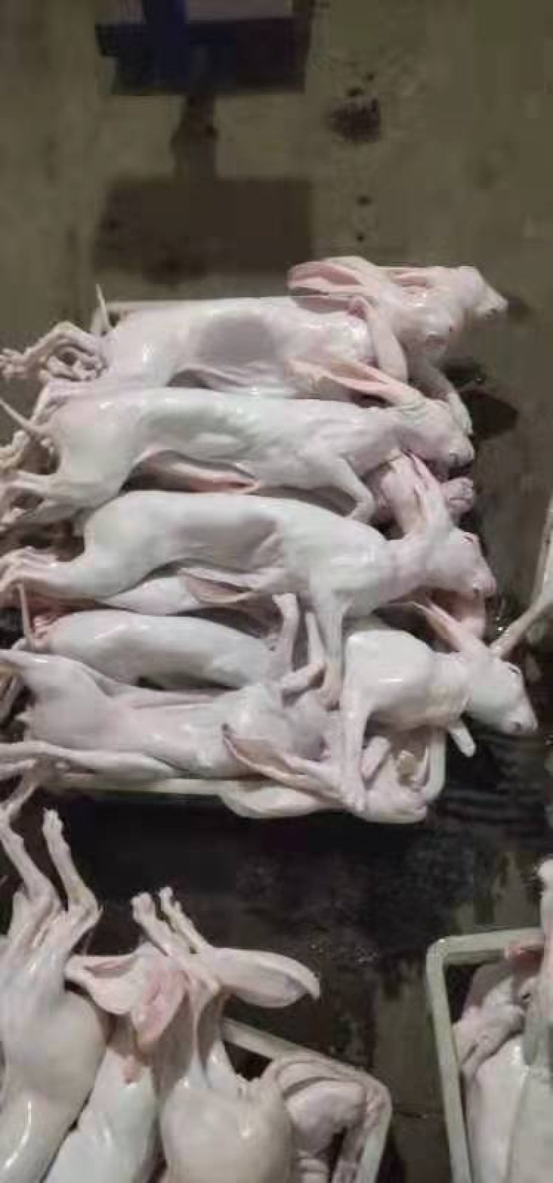 大量供应盐城大丰自产各种规格冷鲜带皮兔肉
