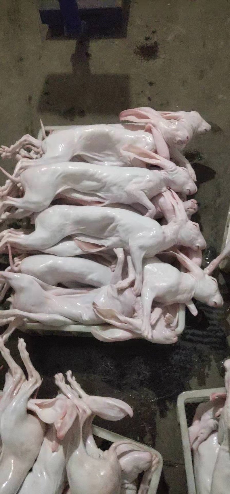 大量供应盐城大丰自产各种规格冷鲜带皮兔肉